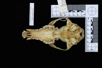 Media type: image;   Mammalogy BANGS-1991 Description: Image of skeleton specimen - ventral view. ventral view of skull.;